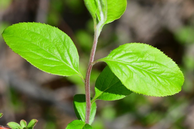 Spiraea prunifolia var. prunifolia photo 5