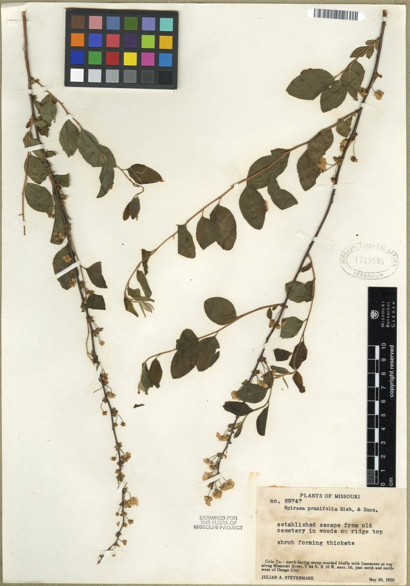 Spiraea prunifolia var. prunifolia photo 6