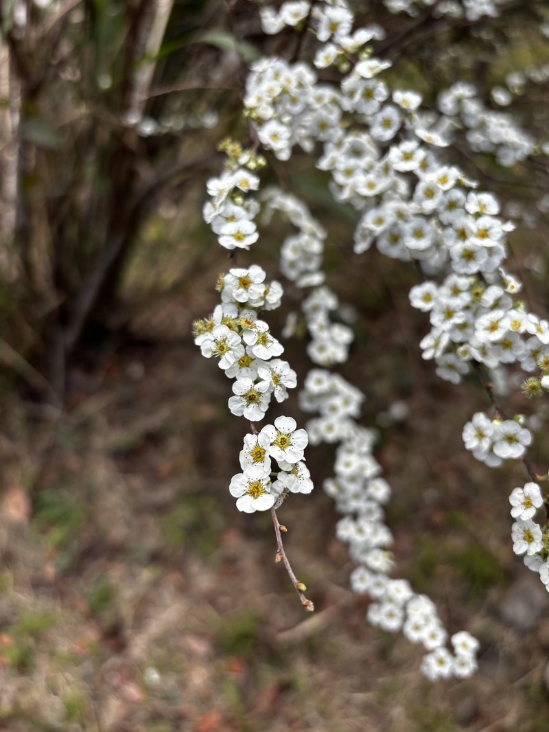 Spiraea prunifolia var. pseudoprunifolia
