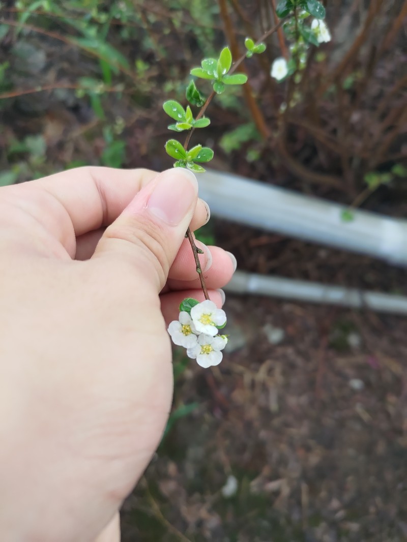 Spiraea prunifolia var. pseudoprunifolia photo 2