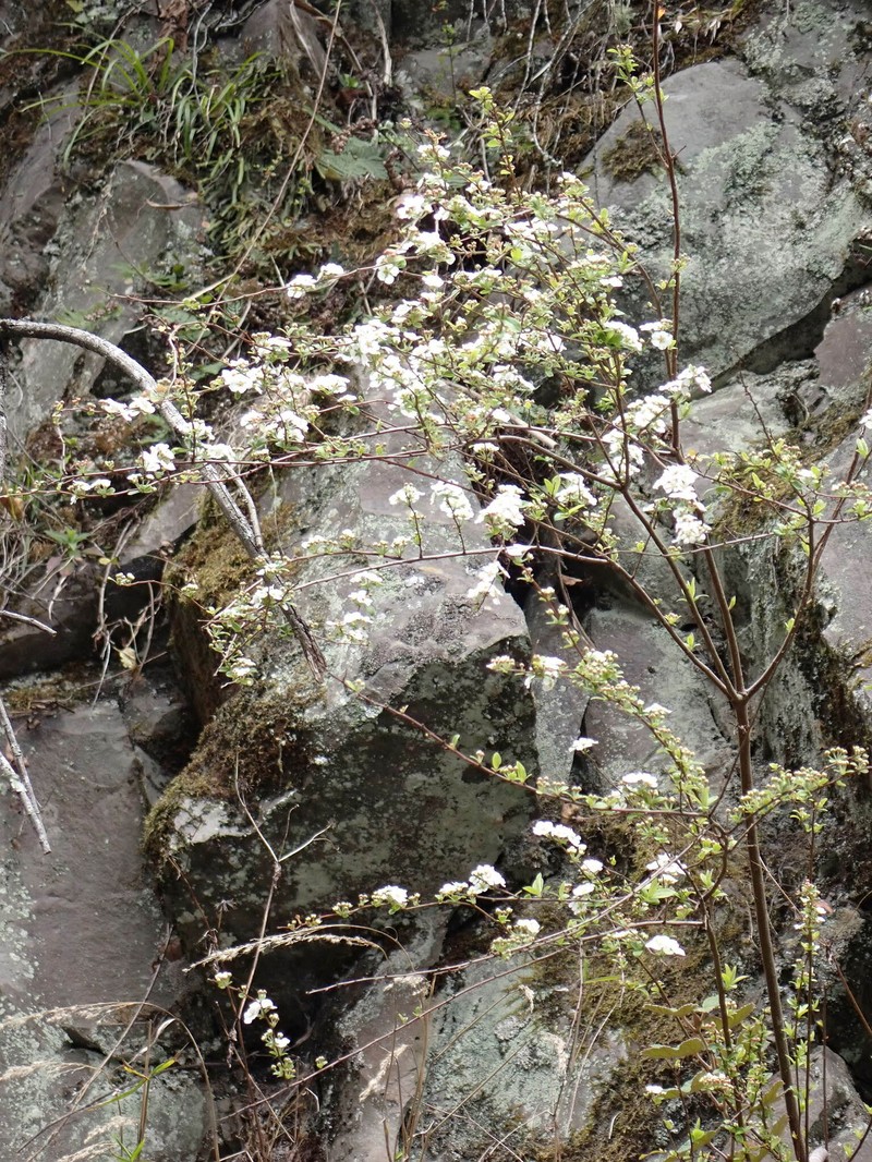 Spiraea prunifolia var. pseudoprunifolia photo 3