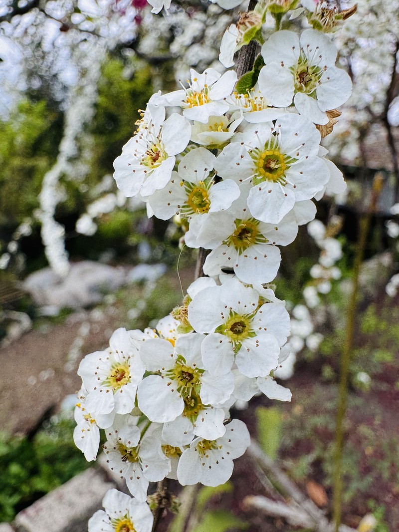 Spiraea prunifolia var. pseudoprunifolia photo 4