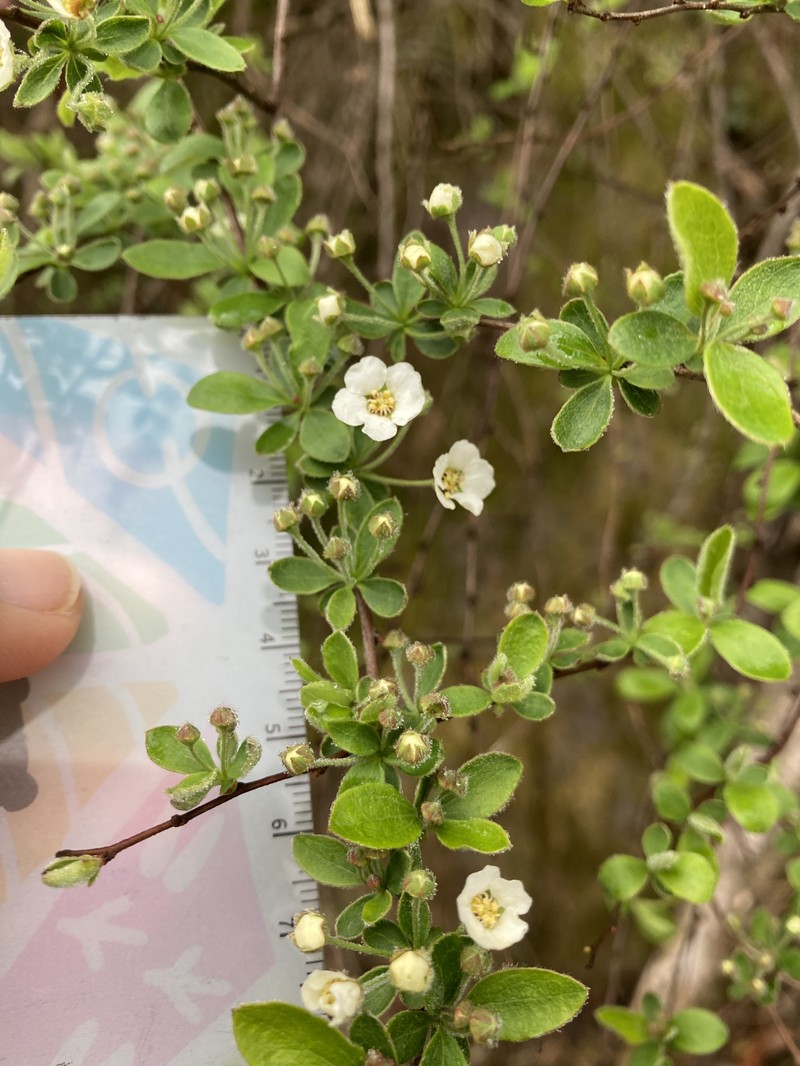 Spiraea prunifolia var. pseudoprunifolia photo 5
