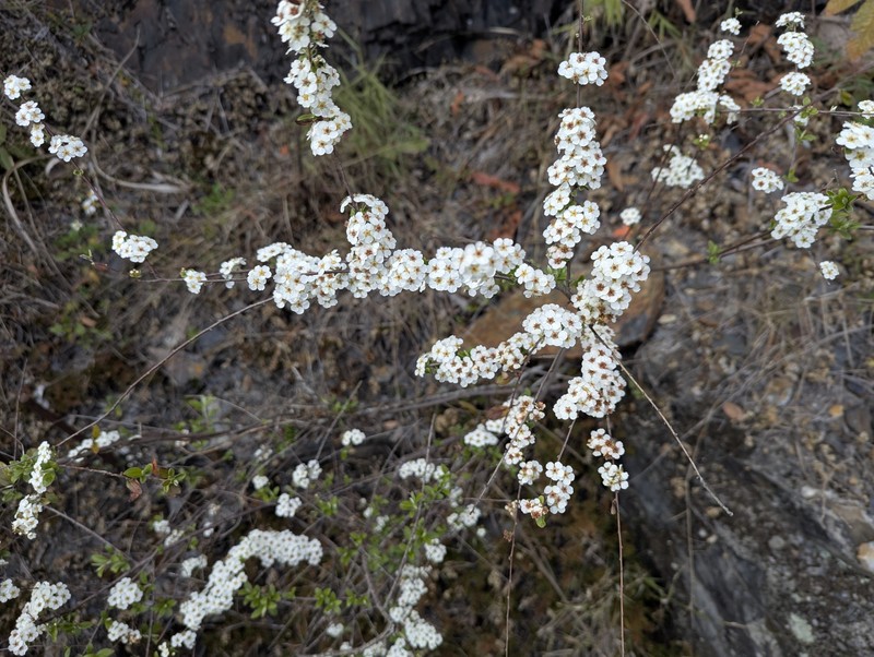 Spiraea prunifolia var. pseudoprunifolia photo 6
