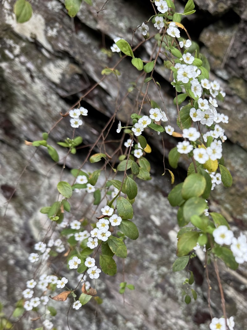 Spiraea prunifolia var. pseudoprunifolia photo 7