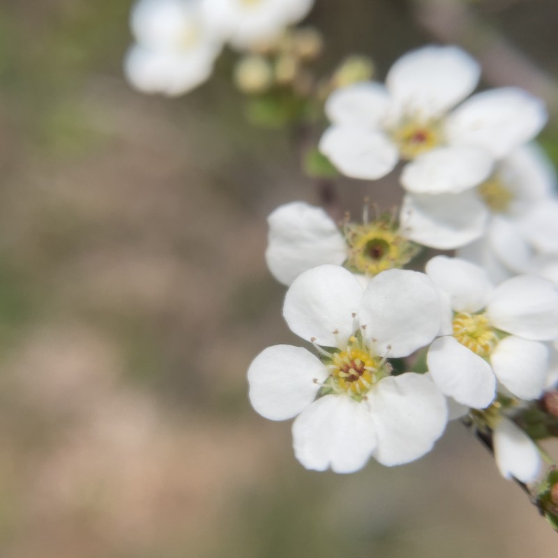 Spiraea prunifolia var. pseudoprunifolia photo 8