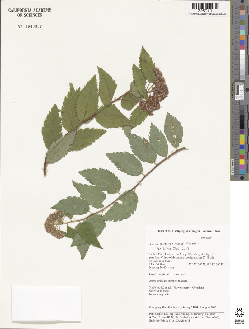 Spiraea purpurea