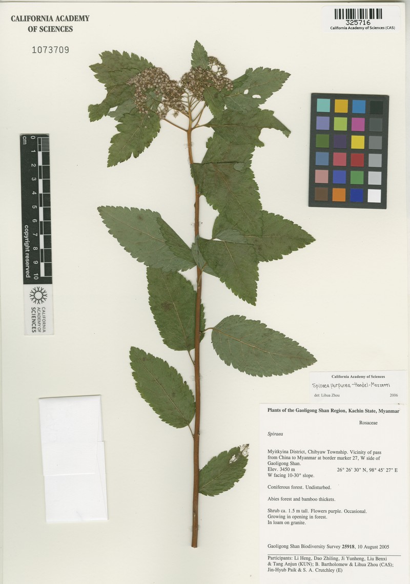 Spiraea purpurea photo 2
