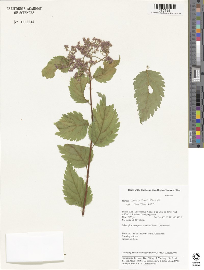 Spiraea purpurea photo 3
