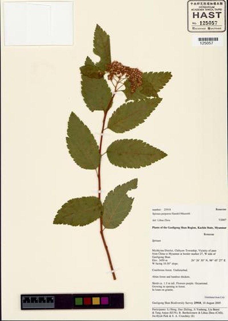 Spiraea purpurea photo 4