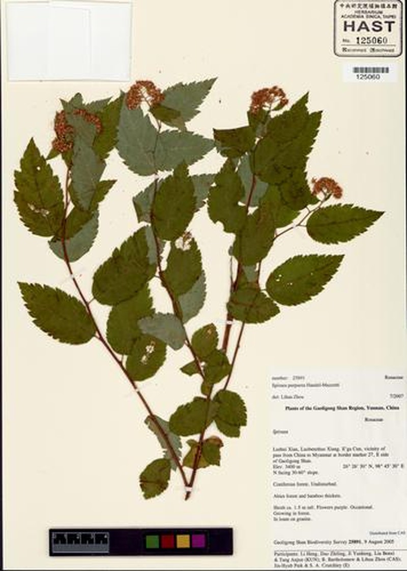 Spiraea purpurea photo 5