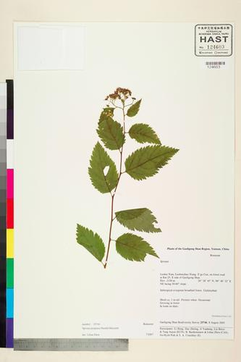 Spiraea purpurea photo 6