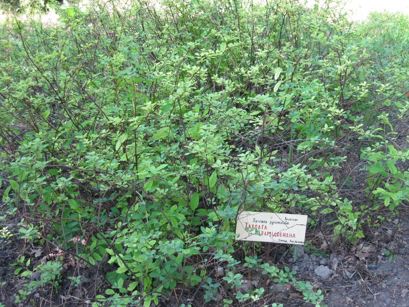 Spirea photo 2