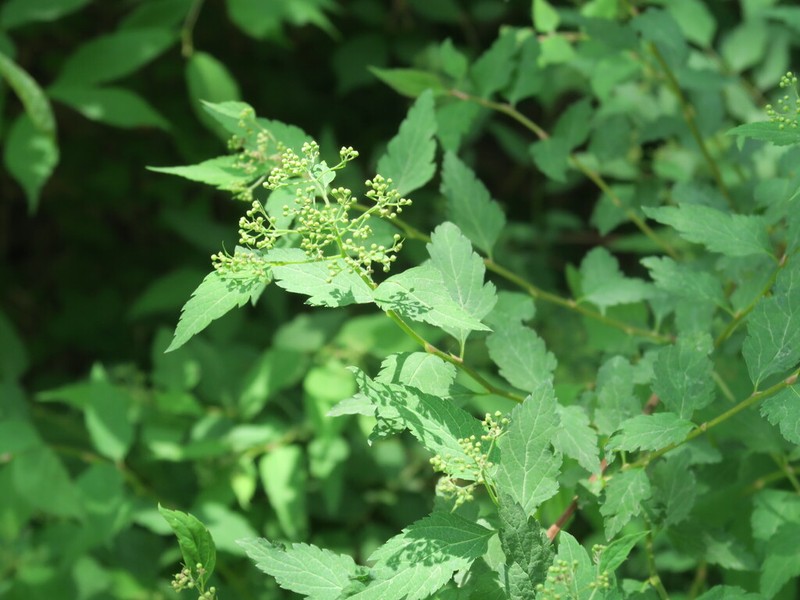 Spiraea rosthornii