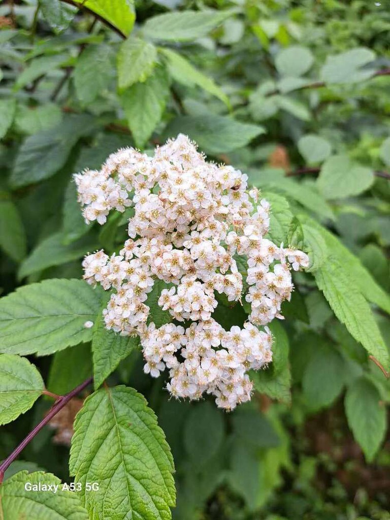 Spiraea rosthornii photo 2
