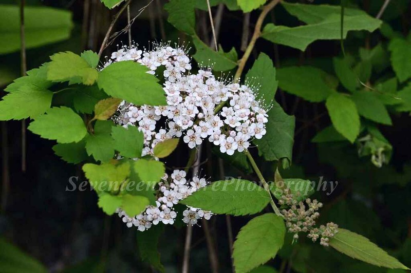 Spiraea rosthornii photo 3