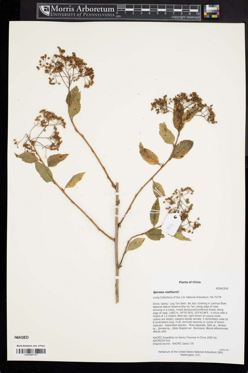 Spiraea rosthornii photo 4