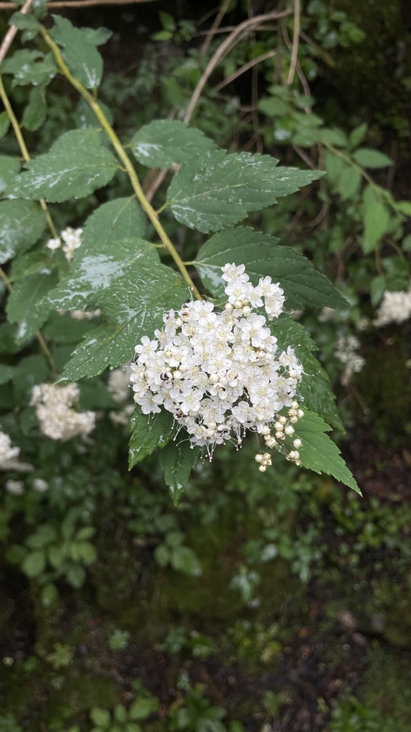 Spiraea rosthornii photo 5