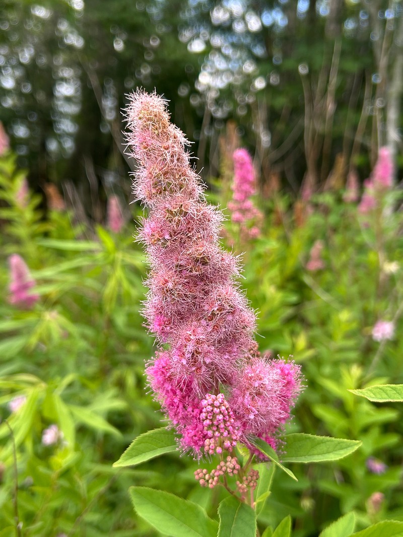 Willowleaf Meadowsweet photo 3