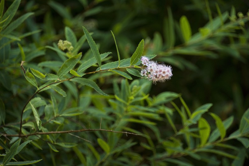 Willowleaf Meadowsweet photo 4