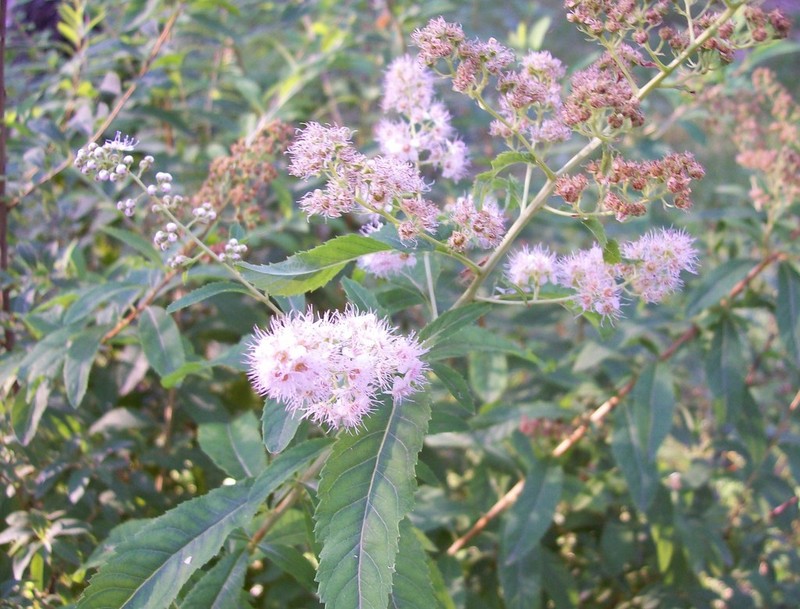 Willowleaf Meadowsweet photo 5