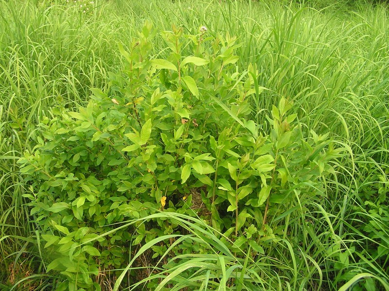 Willowleaf Meadowsweet photo 6