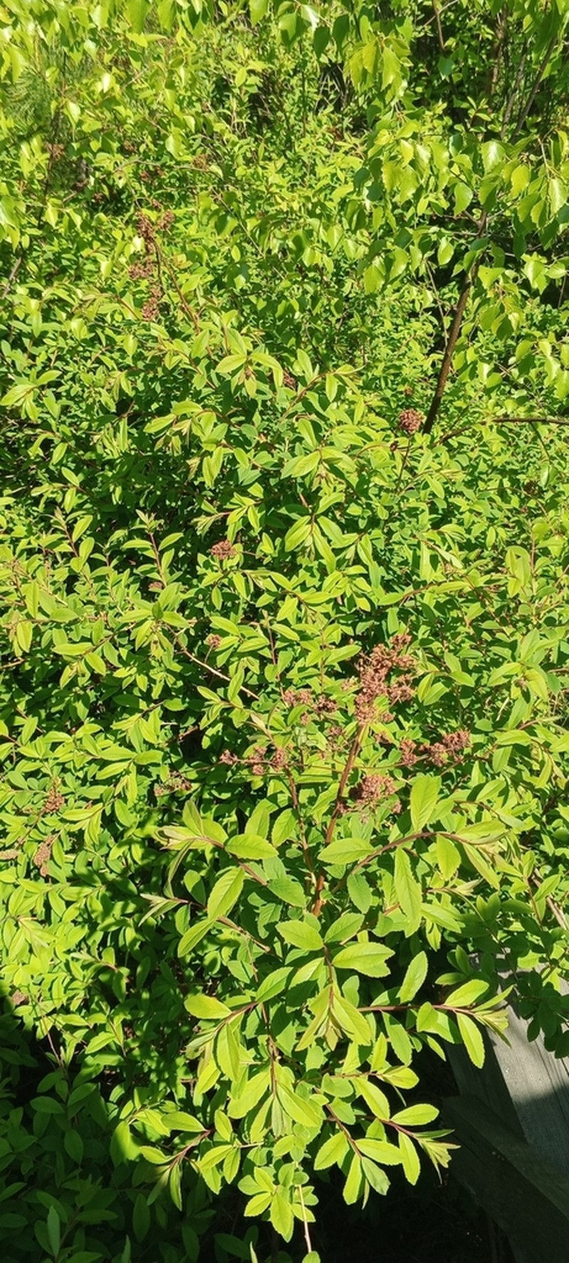 Willowleaf Meadowsweet photo 7