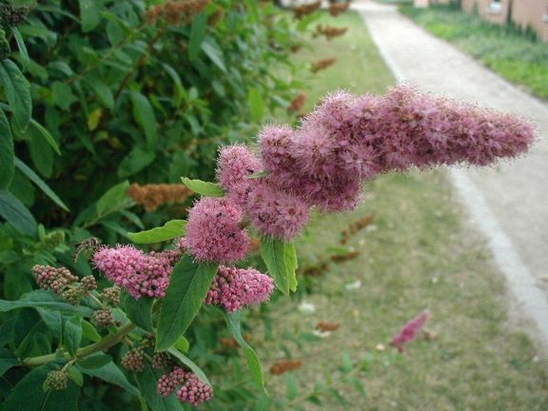 Willowleaf Meadowsweet photo 5