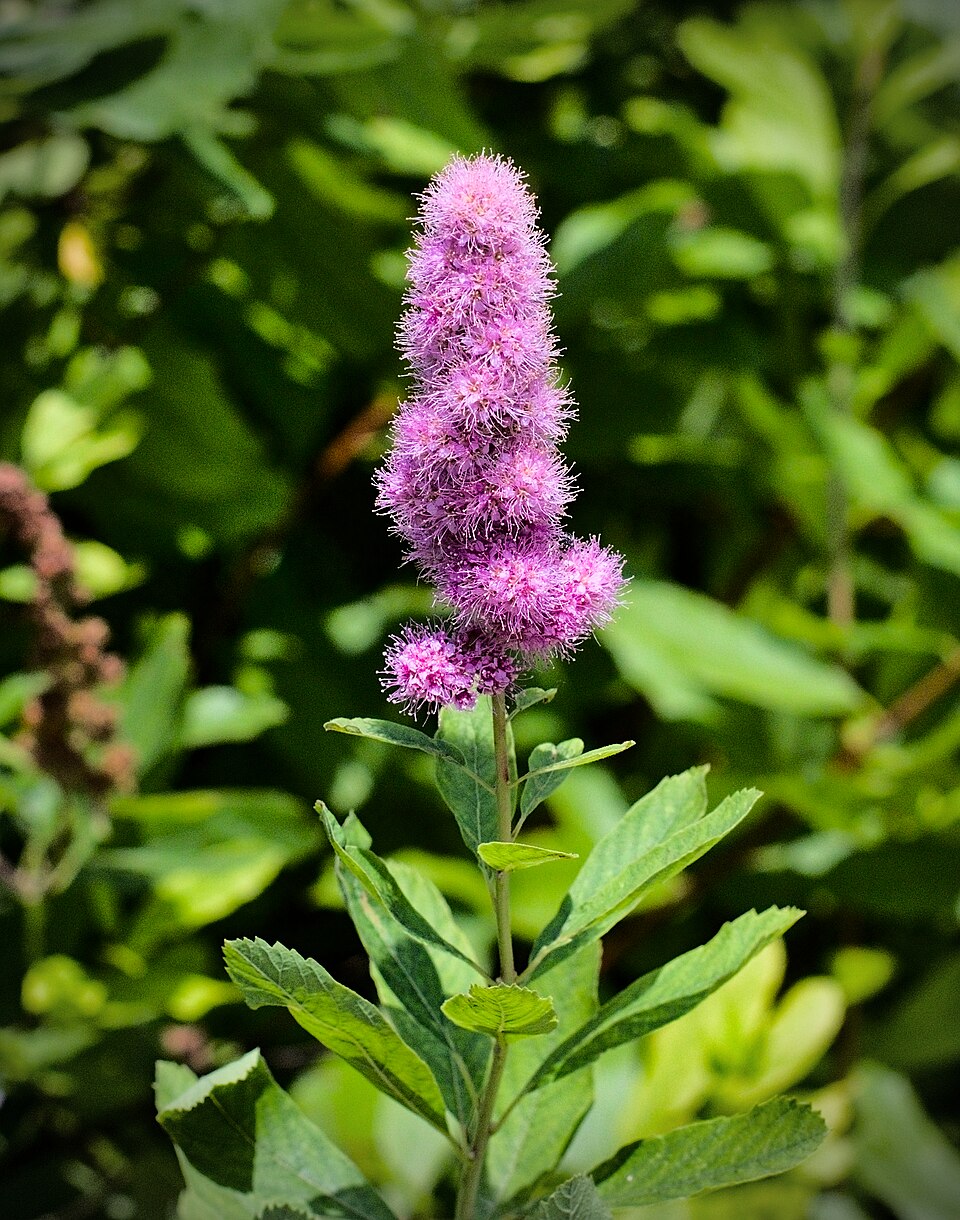 Willowleaf Meadowsweet