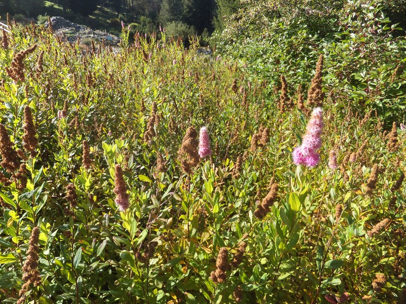 Willowleaf Meadowsweet photo 3