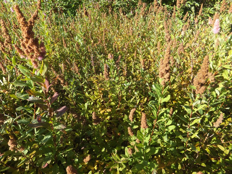 Willowleaf Meadowsweet photo 4