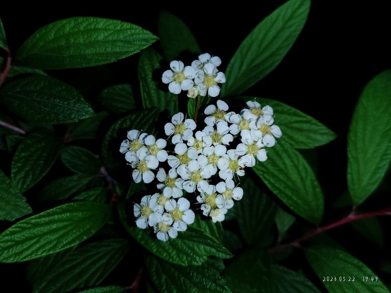 Spiraea sargentiana