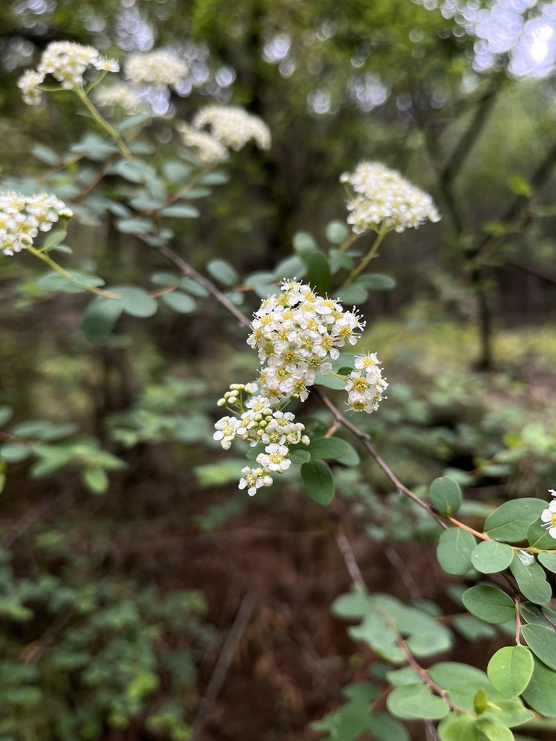 Spiraea schneideriana photo 2