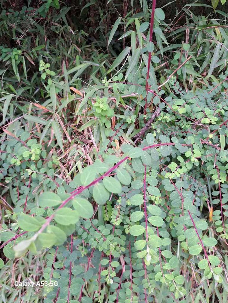 Spiraea schneideriana photo 3