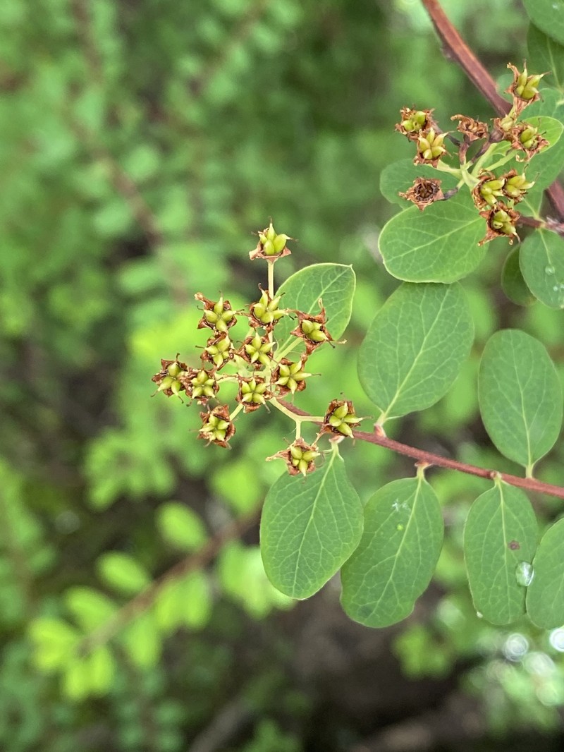 Spiraea schneideriana photo 5