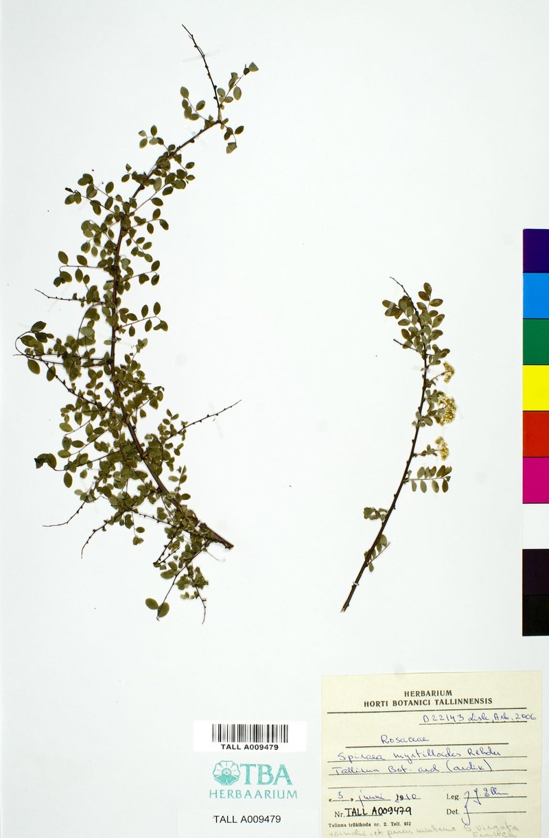 Spiraea schneideriana photo 6