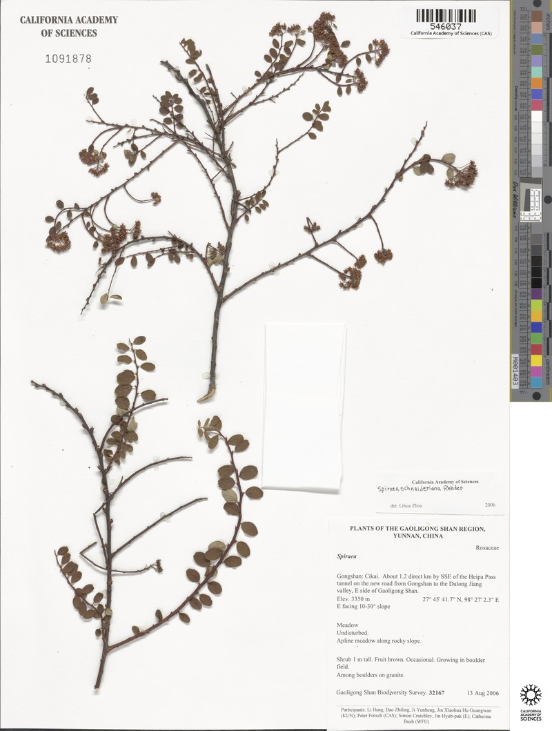 Spiraea schneideriana photo 7
