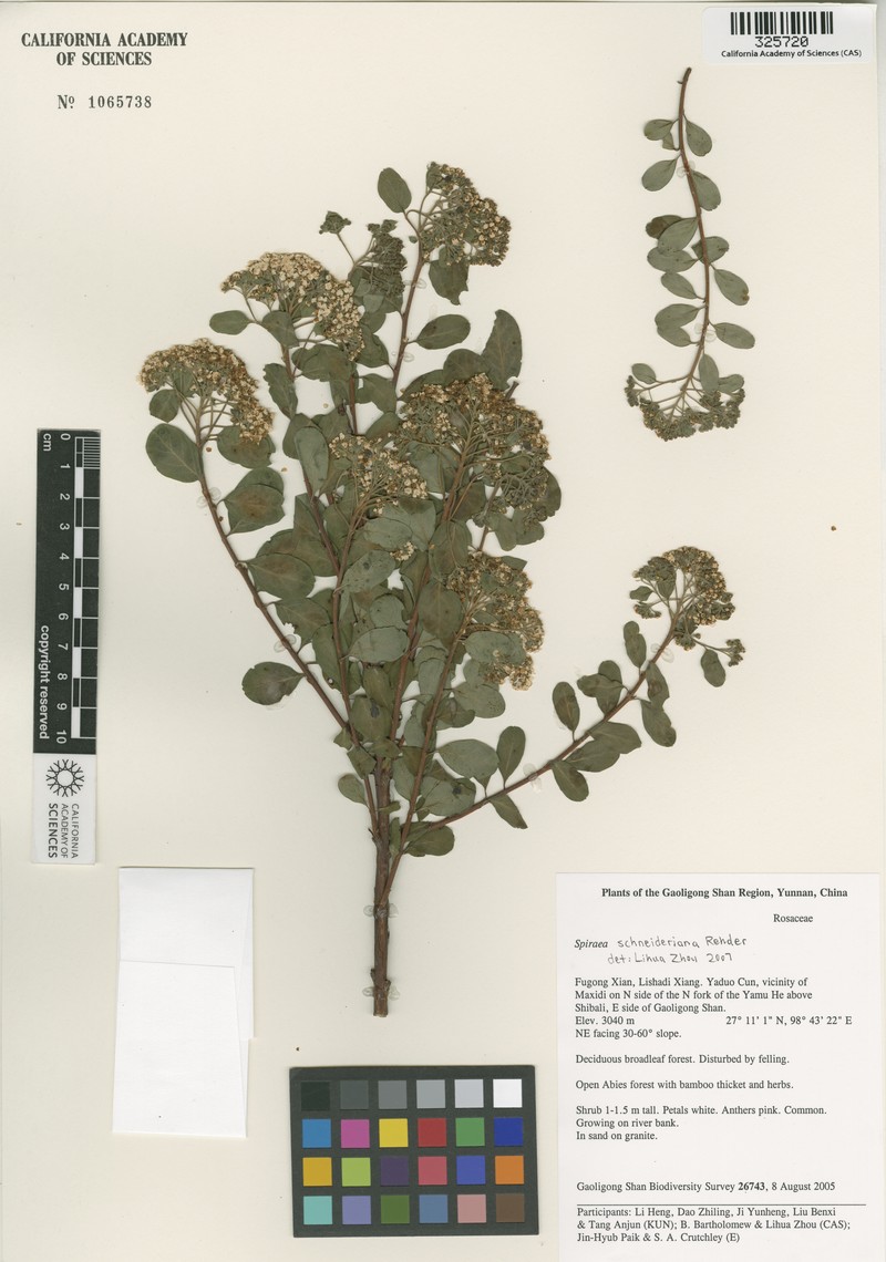 Spiraea schneideriana photo 8