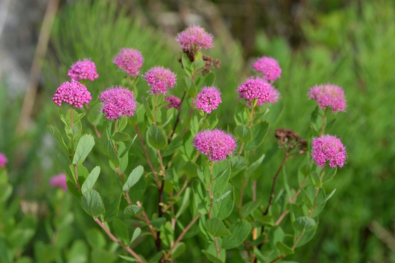 Rose Meadowsweet photo 2
