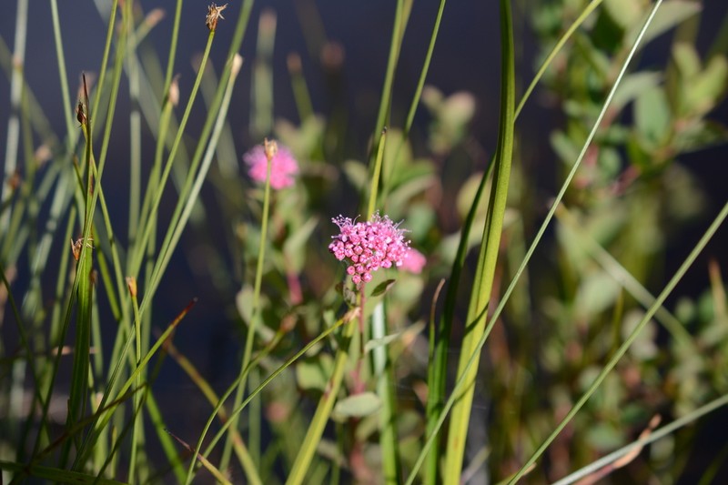 Rose Meadowsweet photo 3