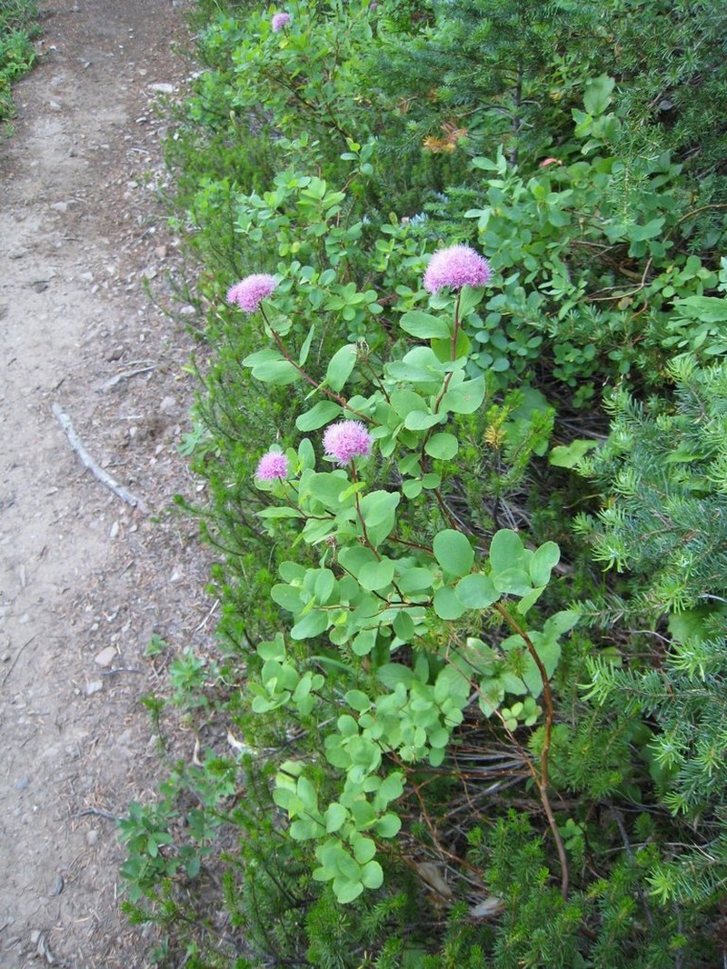 Rose Meadowsweet photo 4
