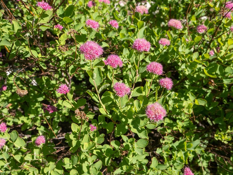 Rose Meadowsweet photo 6