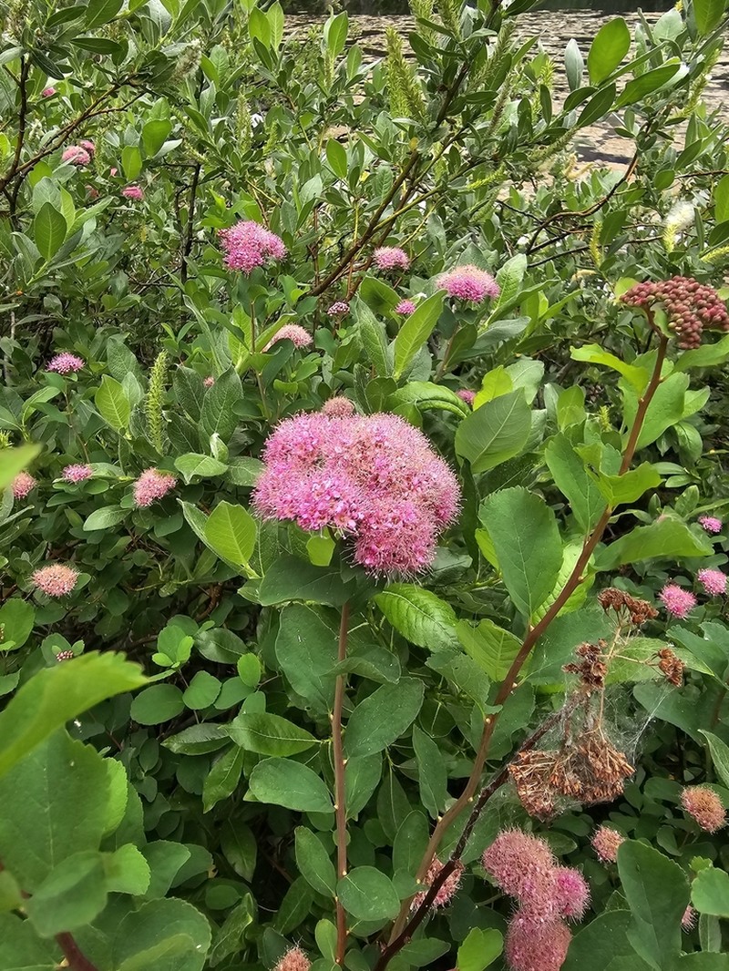 Rose Meadowsweet photo 7