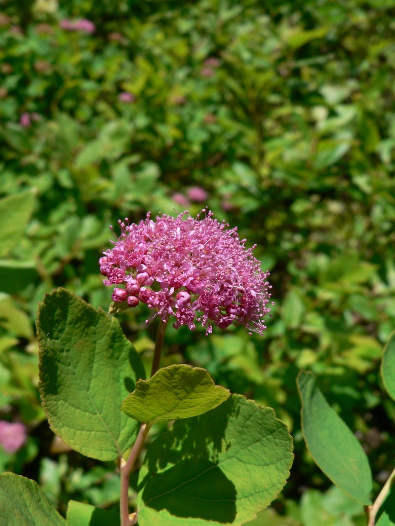 Rose Meadowsweet