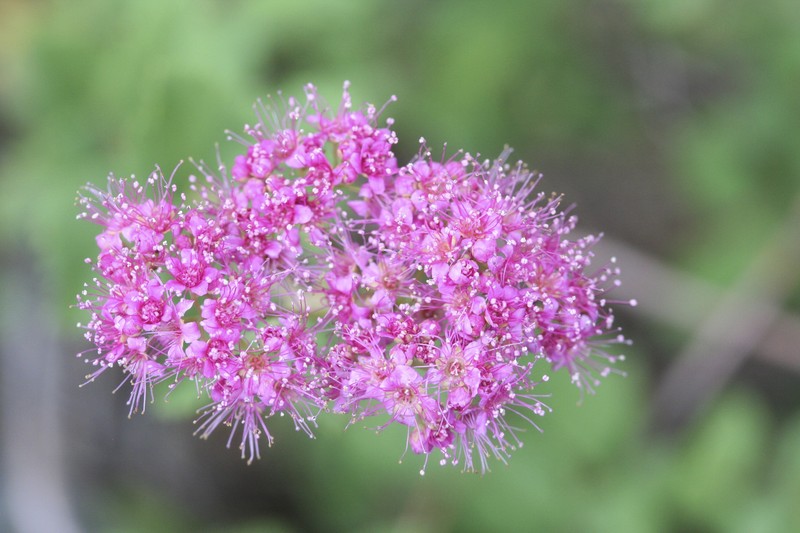 Spiraea splendens var. rosea
