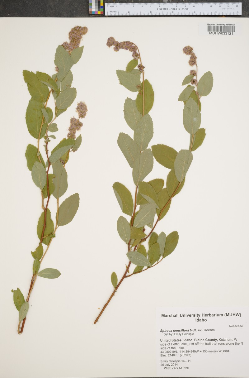 Spiraea splendens var. rosea photo 2