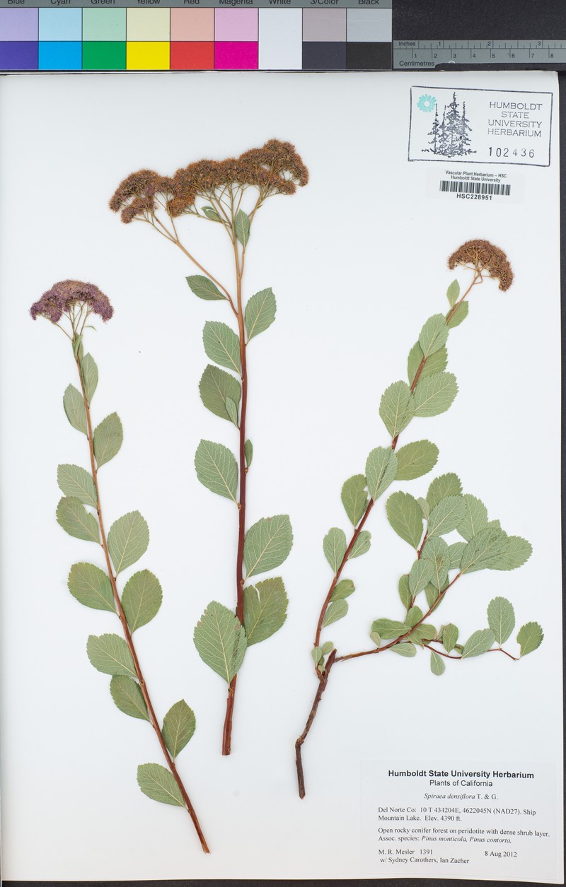 Spiraea splendens var. rosea photo 4