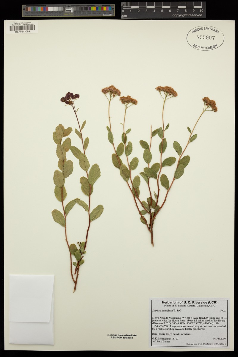 Spiraea splendens var. rosea photo 5