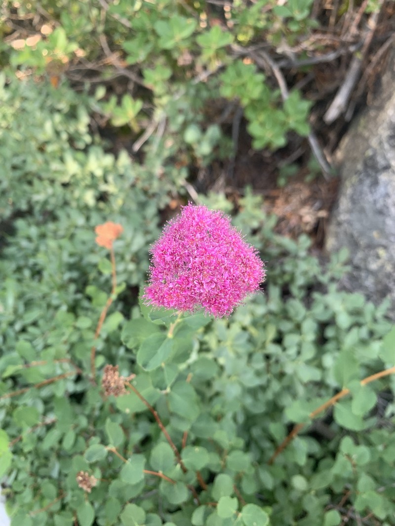 Spiraea splendens var. splendens