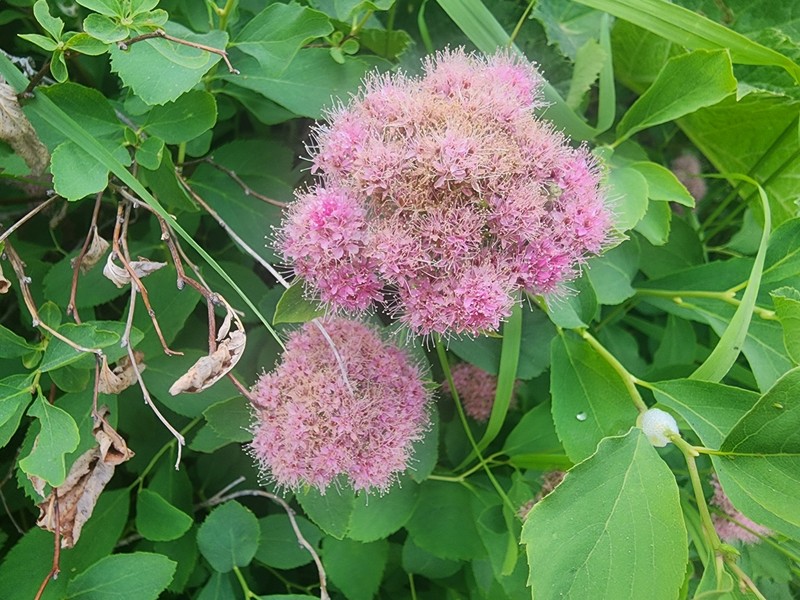 Spiraea splendens var. splendens photo 2